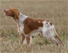Click here for more detailed Brittany breed information and available puppies, studs dogs, clubs and forums